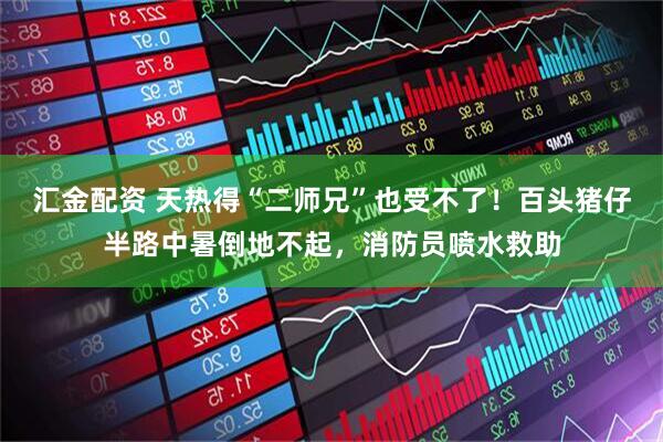 汇金配资 天热得“二师兄”也受不了！百头猪仔半路中暑倒地不起，消防员喷水救助